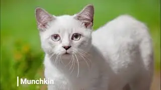 Cats, kittens list of cats, images and their origins, beautiful cats, diversity of cats