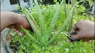 Harvesting fresh coriander (cilantro) from a bay leaf pot on my rooftop garden!