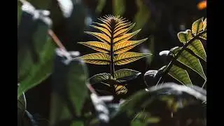 Canción a la Virgen de Guadalupe desde los andes Peruanos de un Ingeniero devoto fiel 