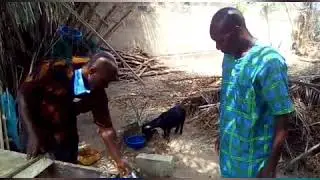 African Land BLUE CRABS trap
