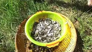 Amazing catching fish during dry season 2016 | Khmer Net fishing in SIEM REAP Cambodia 2016