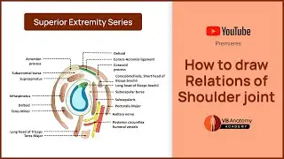 How to draw detailed relations of the Shoulder Joint? Sketch & Recall series.
