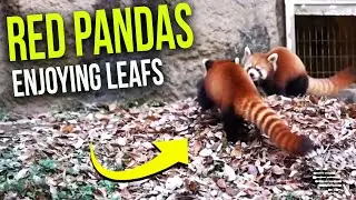 Two Red Pandas Playing Together Around Fallen Leafs