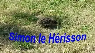 [DRONE] Simon le Hérisson vendéen