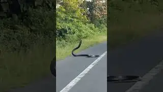 #KING COBRA Near Nimti Alipurduar WEST BENGAL