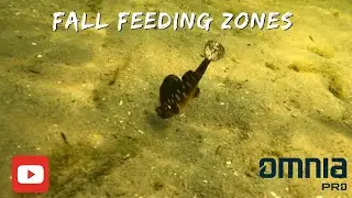 Bass Fishing in Fall Transition Zones !