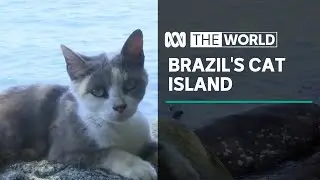Brazil&rsquo;s cat island inhabitants turn on each other | The World