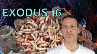Краткое содержание 16-й главы Исхода и чего Бог хочет от нас