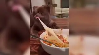 Funny ANIMALS Videos - Hilarious Pet Moments #16