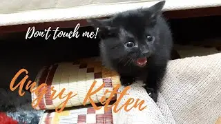 Kızgın siyah kedi yavrusu. Korkmuş kedi yavrusu. Yeni evinde ilk kez paniğe kapılan yavru kedi