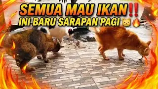 SEMUA MAU IKAN‼️ Detik-detik 3 Kucing Kelaparan Diserbu Sarapan Pagi 🐱🔥#kucinglucu #kucingmakan