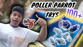 100+ Poller Parrot Fish Babies 🐟 | New Addition to My Setup | Guppy fish updates from my set up.