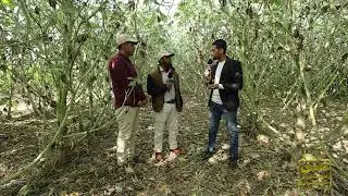 الفدان بيجيب أكتر من 1000 يورو.. مزرعة خروع أسطورة.. وإنتاج خيالي 💪😍