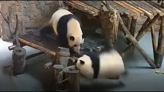 Pandas Falling!!! Cute Pandas Fails Compilation 🐼 Sit! please?