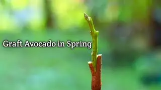 🥑🌳initial stages of avocado grafting