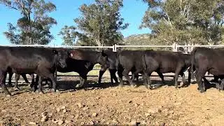 Mopoke - 109 heifers