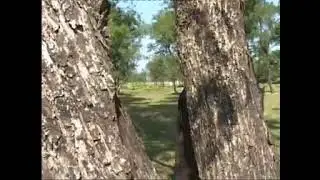 Simanga  simaglo noga old bodo video