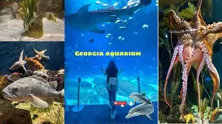 Georgia aquarium | Atlanta visit | Bengali Blog