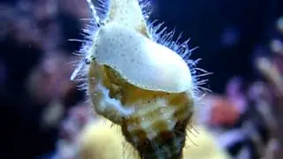 Cymatium gemmatum or Cymatium mundum