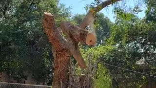 Avoid Property Damage When Cutting Down A Tree