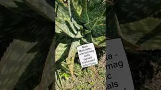 Music by the Aloe Maculata plant. it can elevate your focus  studying #studymusic #relaxationmusic