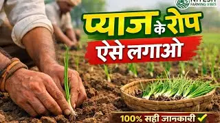 Pyaj ki kheti | प्याज की खेती की सही जानकारी | onion farming India | indian farmer