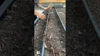 Today we are sowing 🥕 carrot seeds! #carrotseeds #vegetablegarden