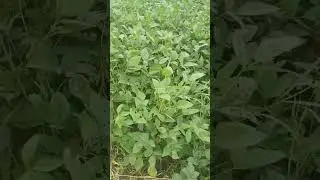#jugaad, #shorts #agriculture #agriculturereel #drone