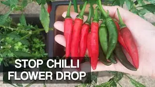 HOW TO GROW LOTS OF CHILLIES | Stop Chilli Flower Blossom Drop