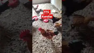 ffg chicken || ffg chicken farming || 6kg FFG Chicken || #shorts