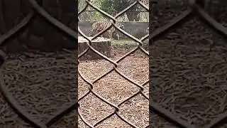 nandankanan zoo #subscribe #foryou