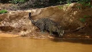 Wild jaguar drinks water from a river. Brazil. Pantanal.