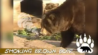 smoking brown bear