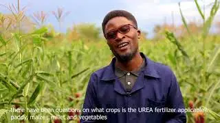 MATUMIZI SAHIHI YA MBOLEA YA UREA (THE APPLICATION OF UREA FERTILIZER IN INCREASE MAIZE PRODUCTION)