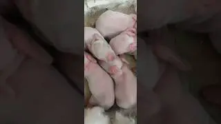 Rabbit babies newborn to 10 days/ Rabbit baby growing up from day 1 to day 10🐇🐰🐰 #shorts