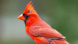 American Cardinal sounds | Cardinal singing | American Cardinal calls | Red Cardinal