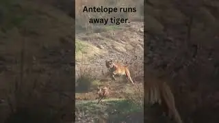 Antelope runs away tiger