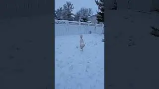 First time seeing snow! #dontbeordinary #tippytop #snowday #snowdays #puppylife #puppyvideos