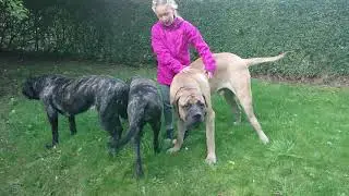 Mastiff,, english mastiff of henrik