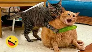 📹  Самые новые смешные животные 2023😂 Смешные коты и собаки - Animal Club