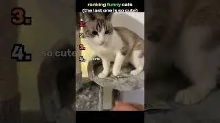 ranking funny cats #funny #cute #pets #kitten #cat