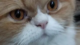 Cute cat funny pet video