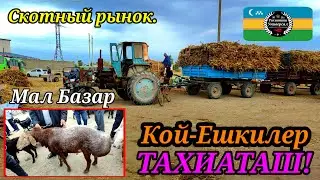 12.09.25ж.МАЛ БАЗАР - СКОТНЫЙ РЫНОК - LIVESTOK MARKET #тахиаташ#каракалпакистан#бахалары#цены