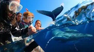 SURROUNDED BY WHALES!! Otter Family after Finding underwater animals in Hawaii with Adley Niko Navey
