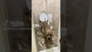 Convenient #bohdan_rudenko #quizmaster #dtwtutorials #maxchem5 #kağan #youtubeshorts  #doglover