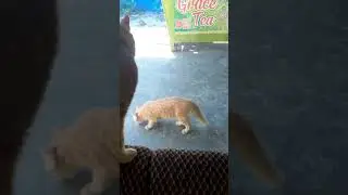 Kuntilanak bermuka rata😅😅#part6#shorts #cat #sagini lovers
