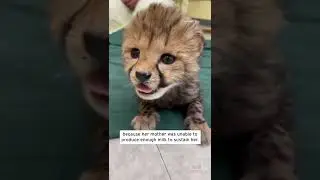 Wobbly Cheetah Cub Adorably Learns to Walk #Shorts