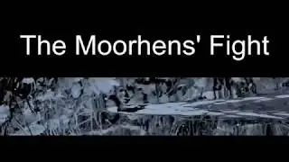 The Moorhens' Fight