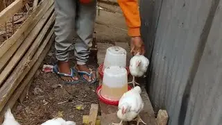 how to produce  feed for your chicken to reduce the cost of feed