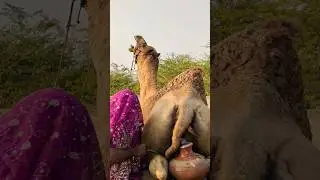 تصرّف الجمل أدهش الجميع🐪😱